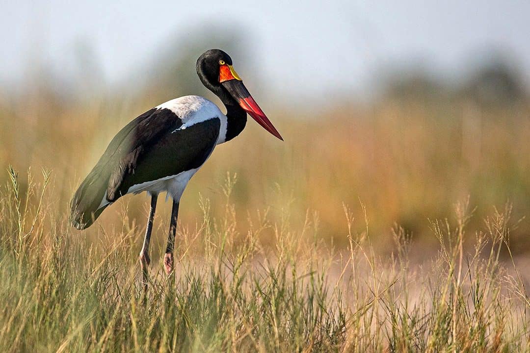 African Monarch Lodges Guided Birds