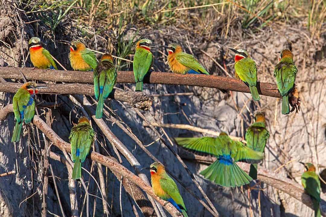 African Monarch Lodges Guided Birds