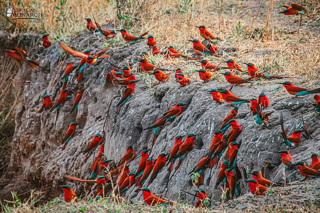 African Monarch Lodges Game Drive Birds