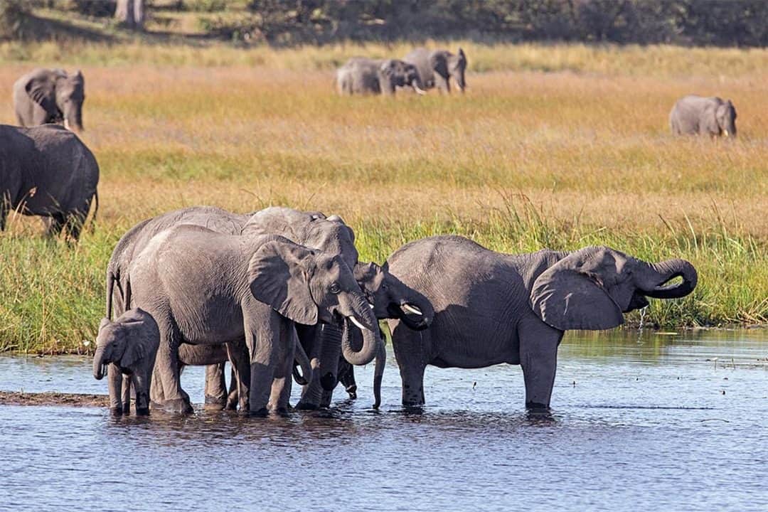 African Monarch Lodges Boat Cruise Elephants