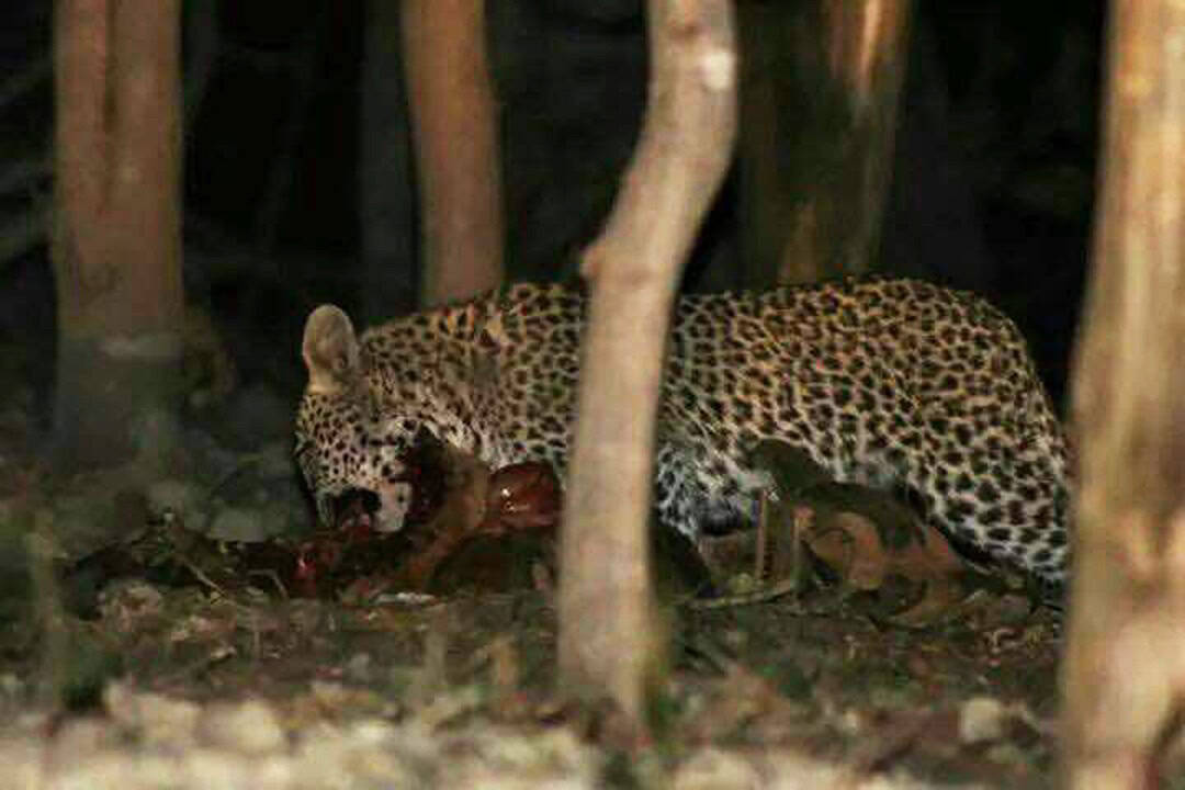 African Monarch Lodges Leopard Kill