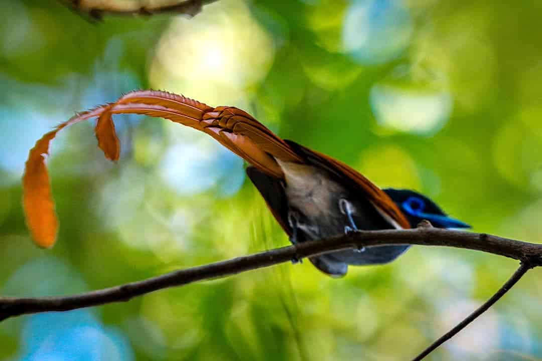 African Monarch Lodges Bird in Namibia
