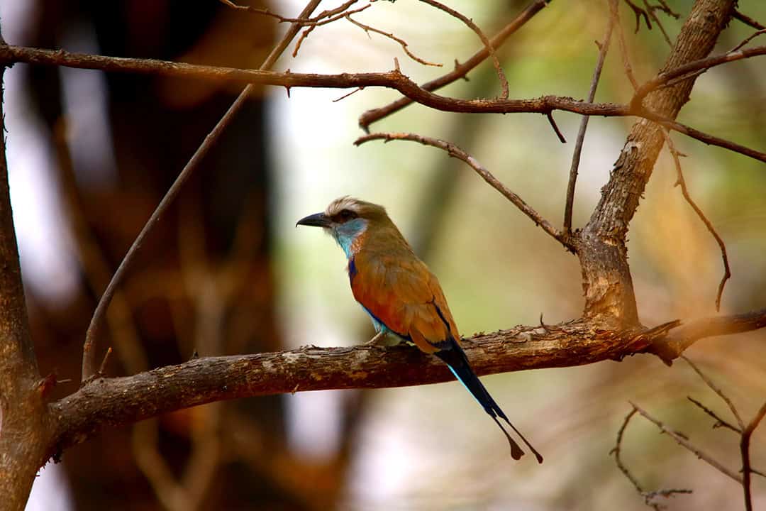 African Monarch Lodges Bird in Namibia