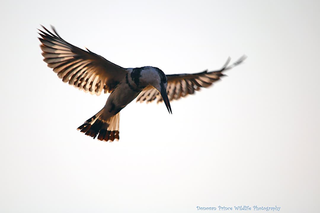 African Monarch Lodges Bird in Namibia