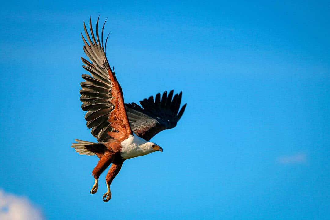 African Monarch Lodges Bird in Namibia