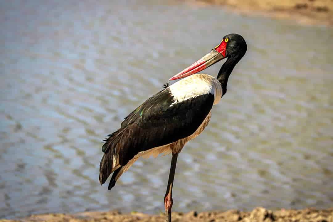 African Monarch Lodges Bird in Namibia