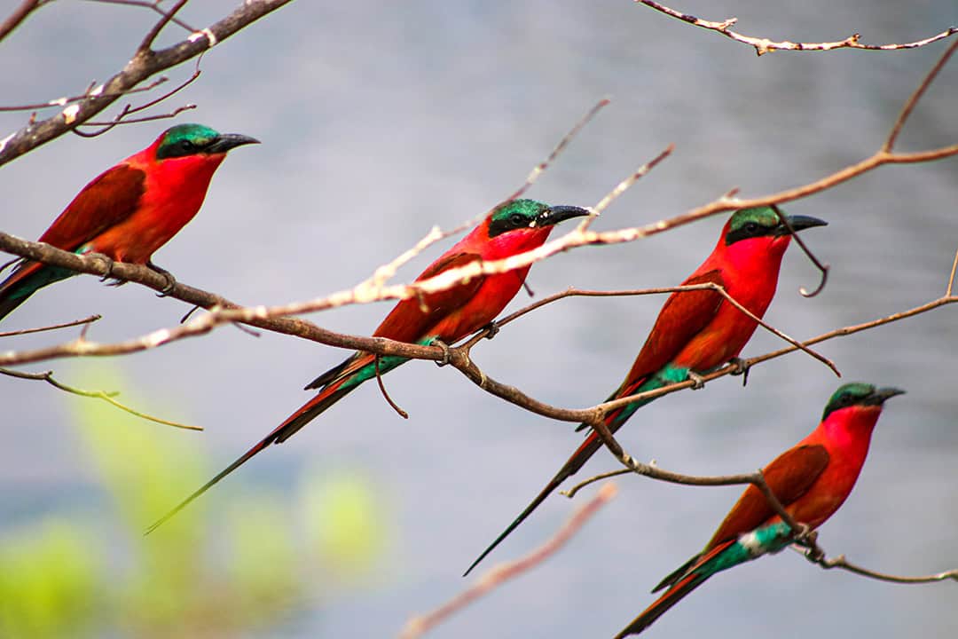 African Monarch Lodges Bird in Namibia