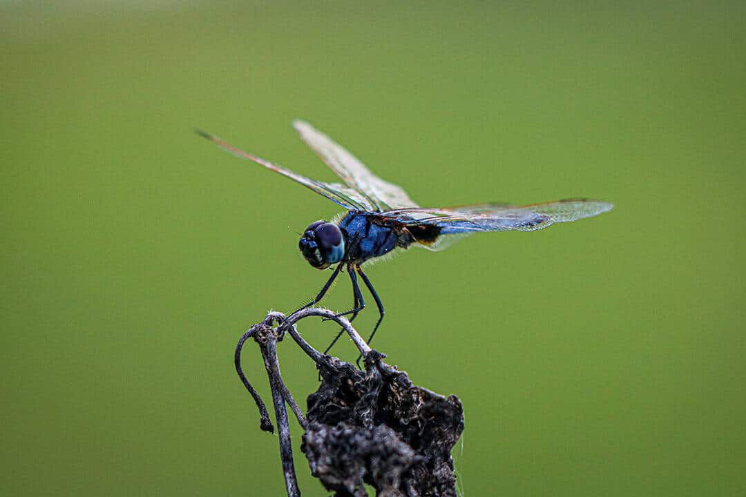 African Monarch Lodges Dragonfly in Namibia