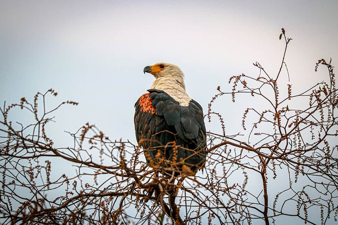 African Monarch Lodges Eagle in Namibia