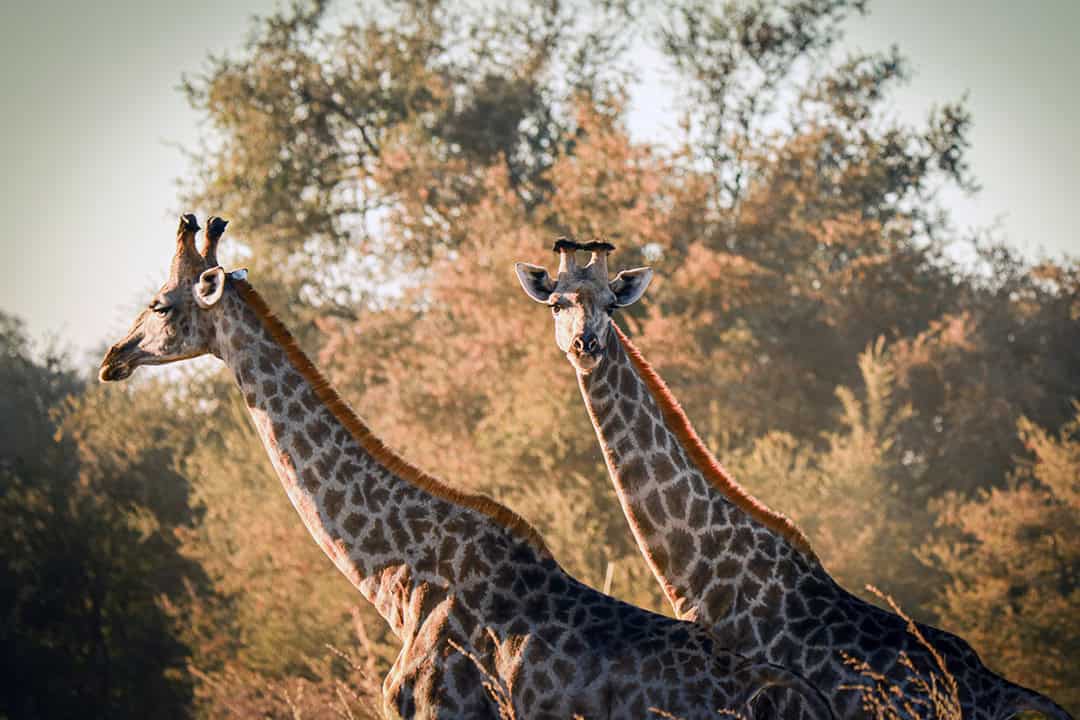 African Monarch Lodges Giraffes in Namibia
