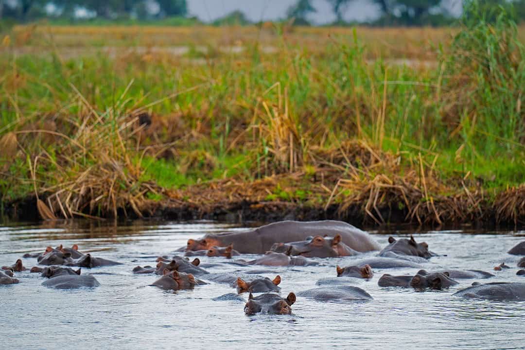 African Monarch Lodges Hippos