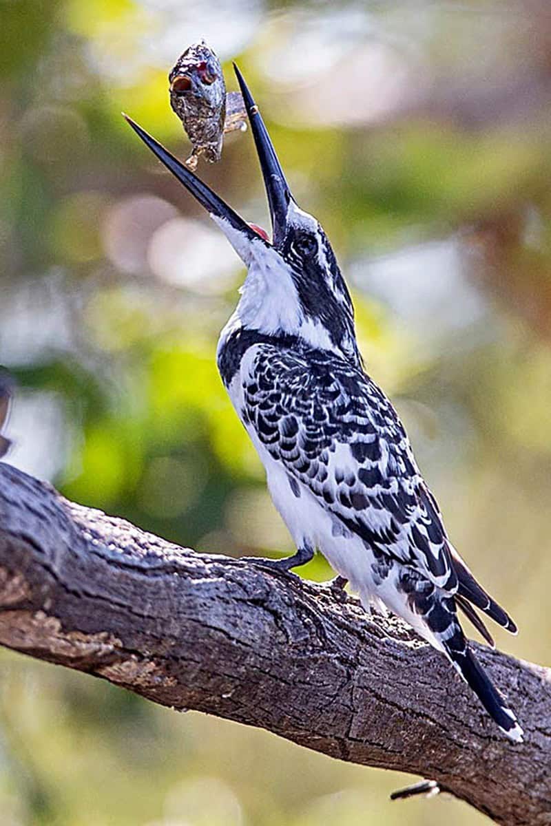 African Monarch Journeys Kingfisher