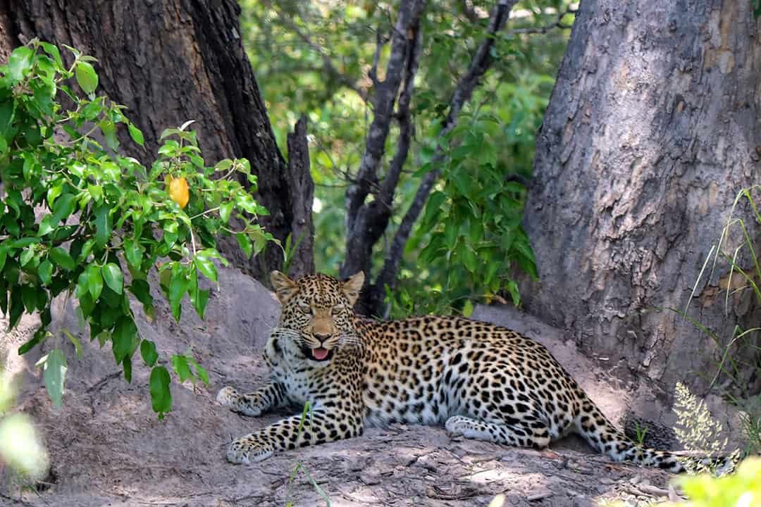 African Monarch Lodges Leopard in Namibia