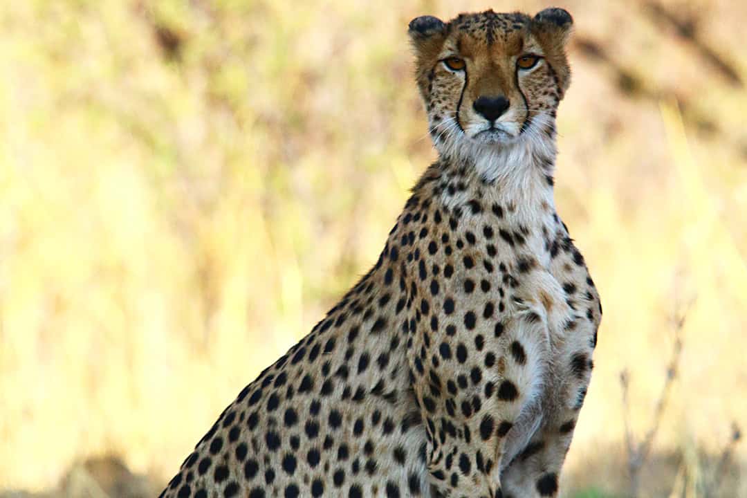 African Monarch Lodges Leopard in Namibia