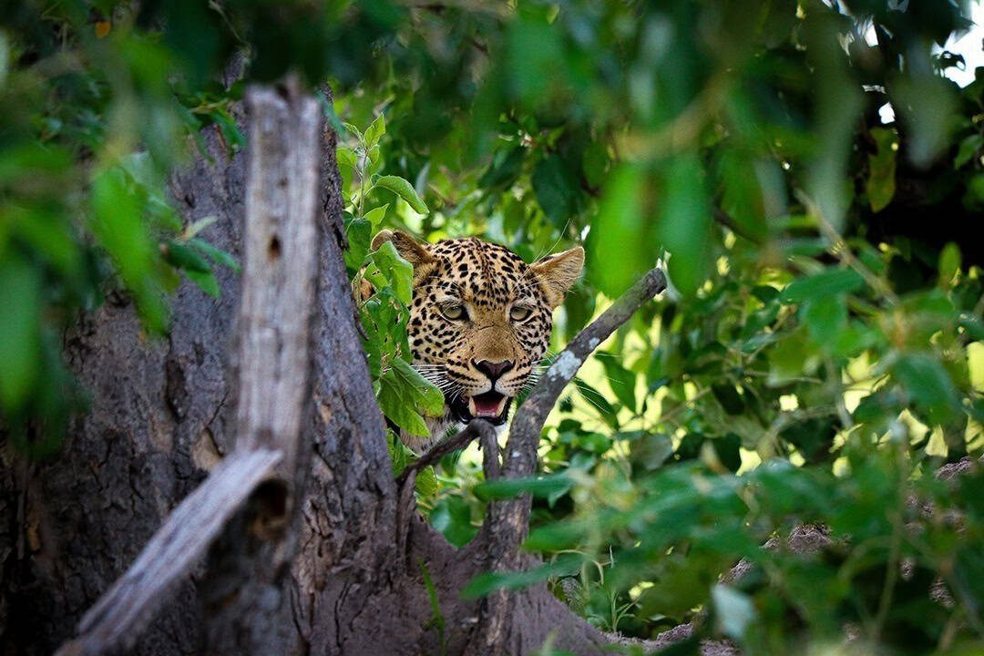 African Monarch Lodges Leopard