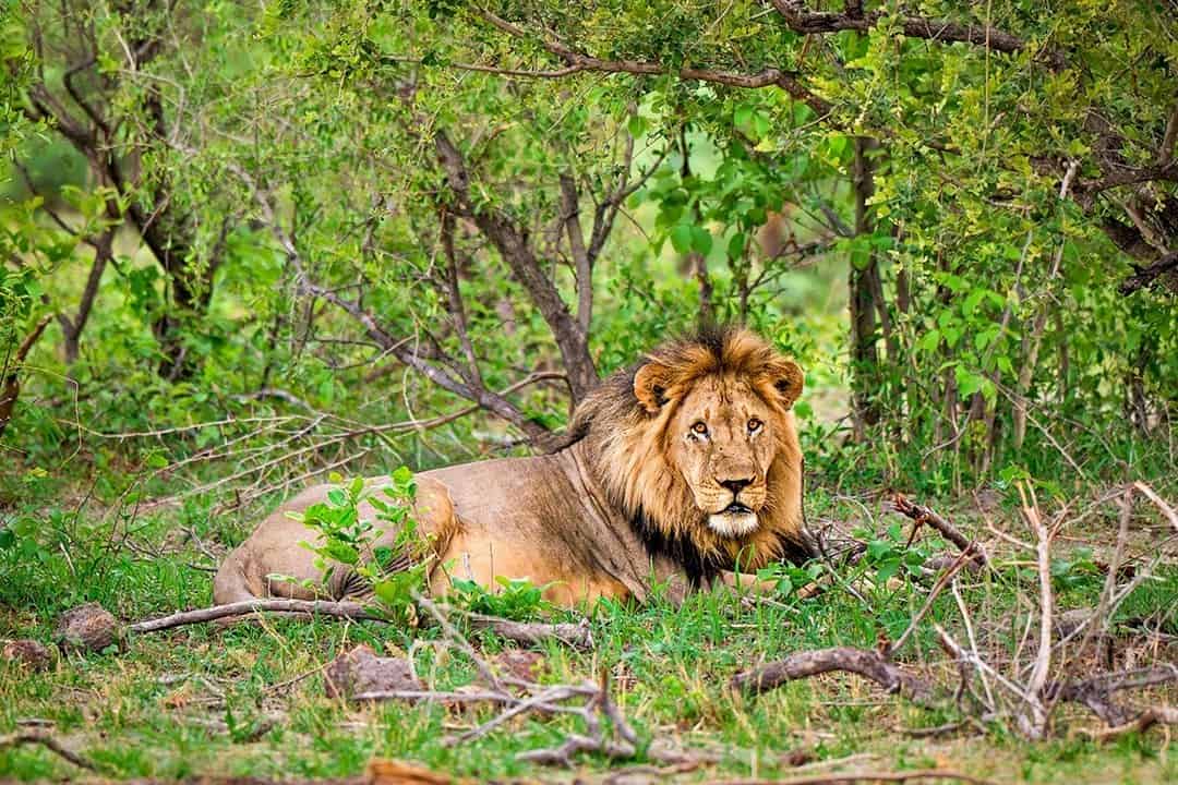 African Monarch Journeys Lion