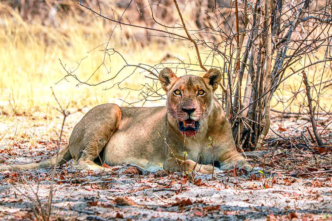 African Monarch Lodges Lion in Namibia