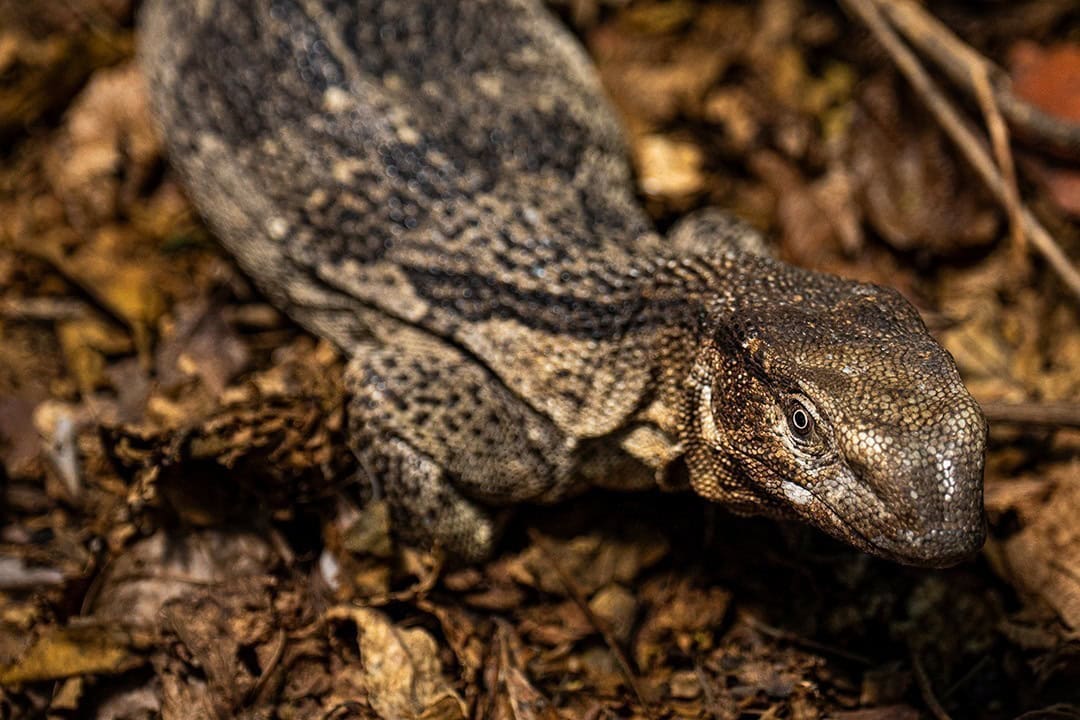 African Monarch Lodges Lizard