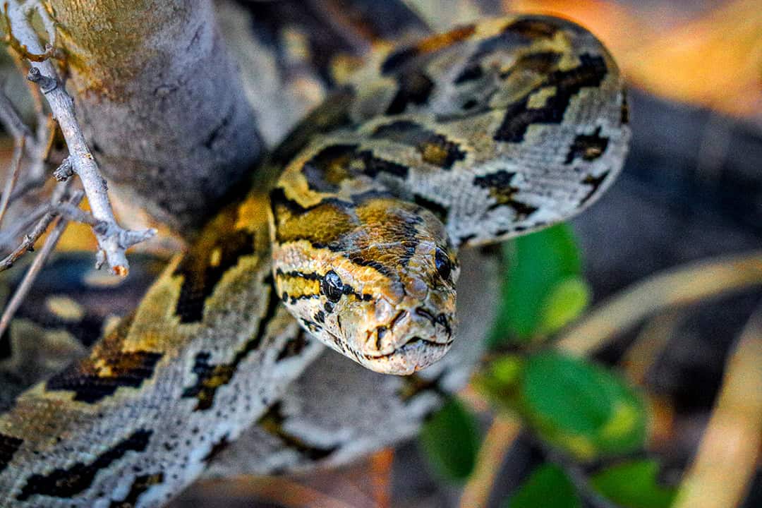 African Monarch Lodges Snake in Namibia