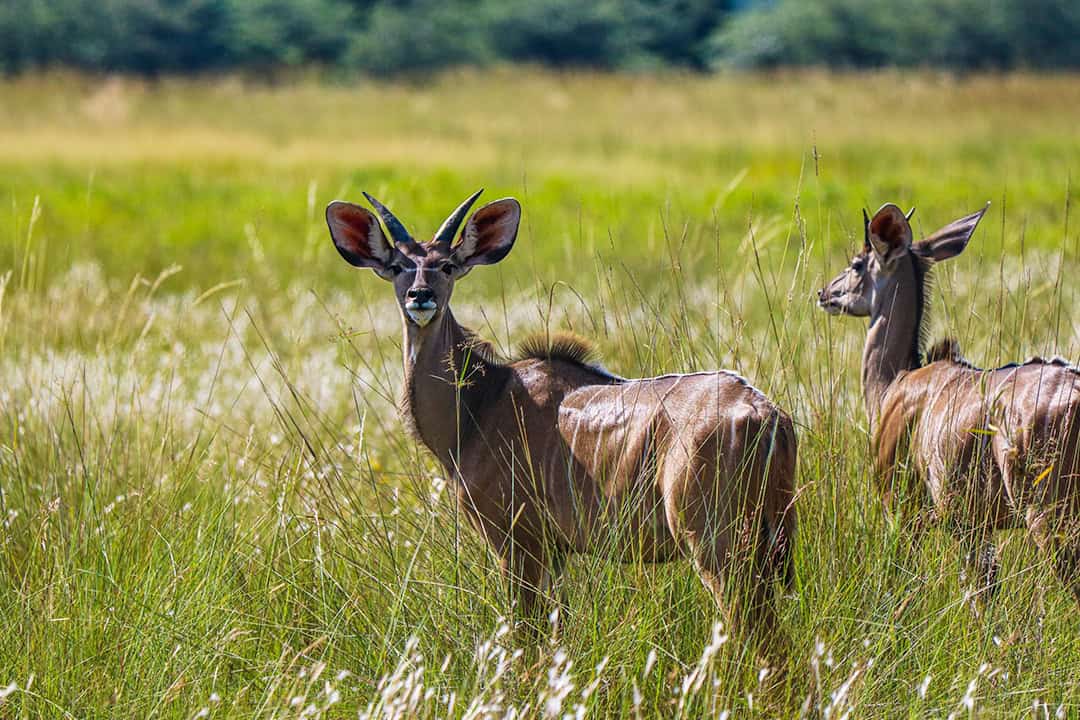 African Monarch Lodges Wildlife in Namibia