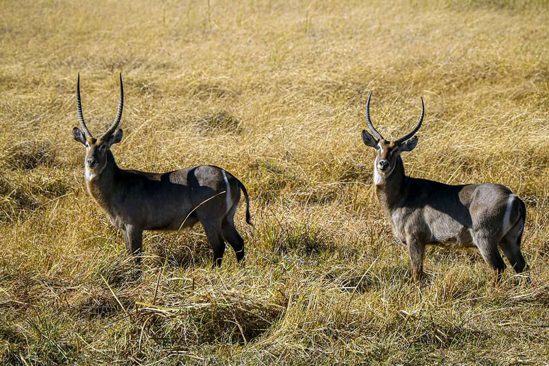 African Monarch Lodges Wildlife in Namibia