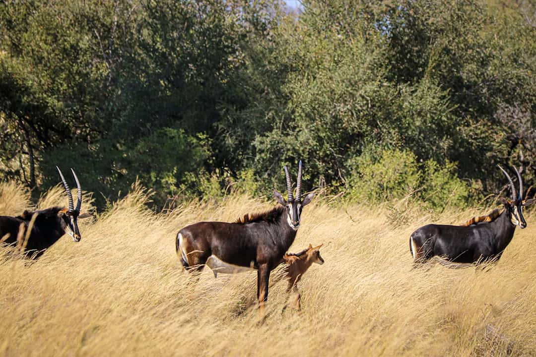 African Monarch Lodges Wildlife in Namibia