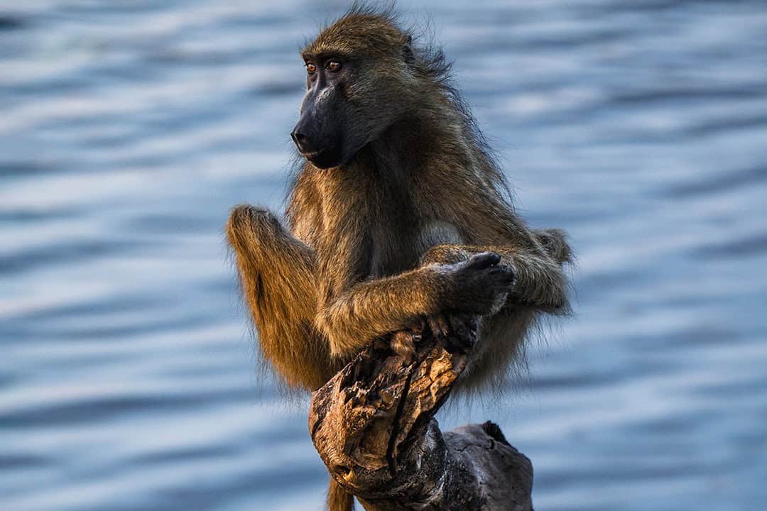 African Monarch Nambwa Tented Lodge Baboon