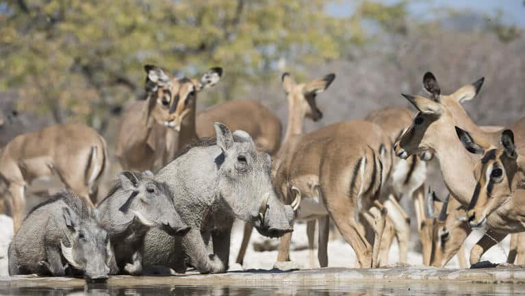 Ongava Tented Camp