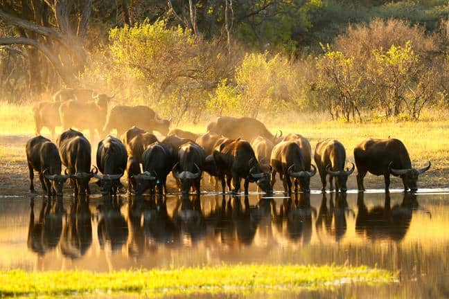 The Hide Safari Camp