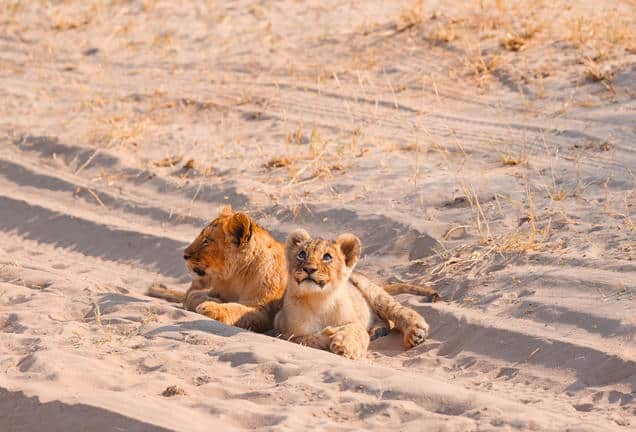 The Hide Safari Camp