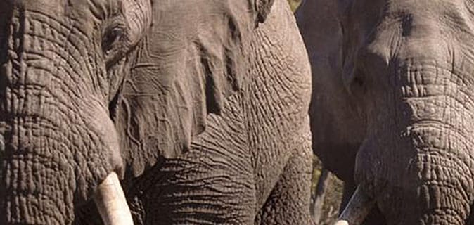 African Monarch Journeys Four Countries Tour