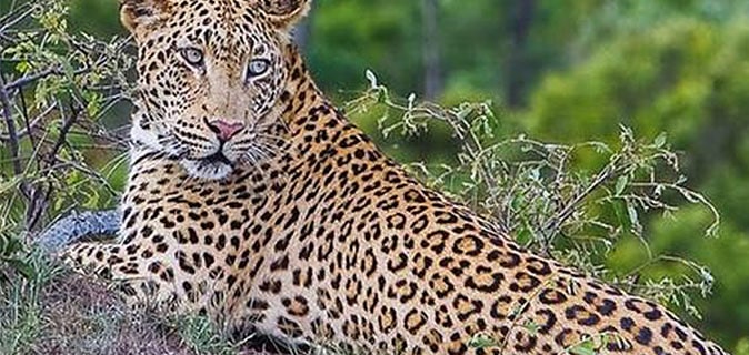 African Monarch Journeys Kruger Nation Park Leopard