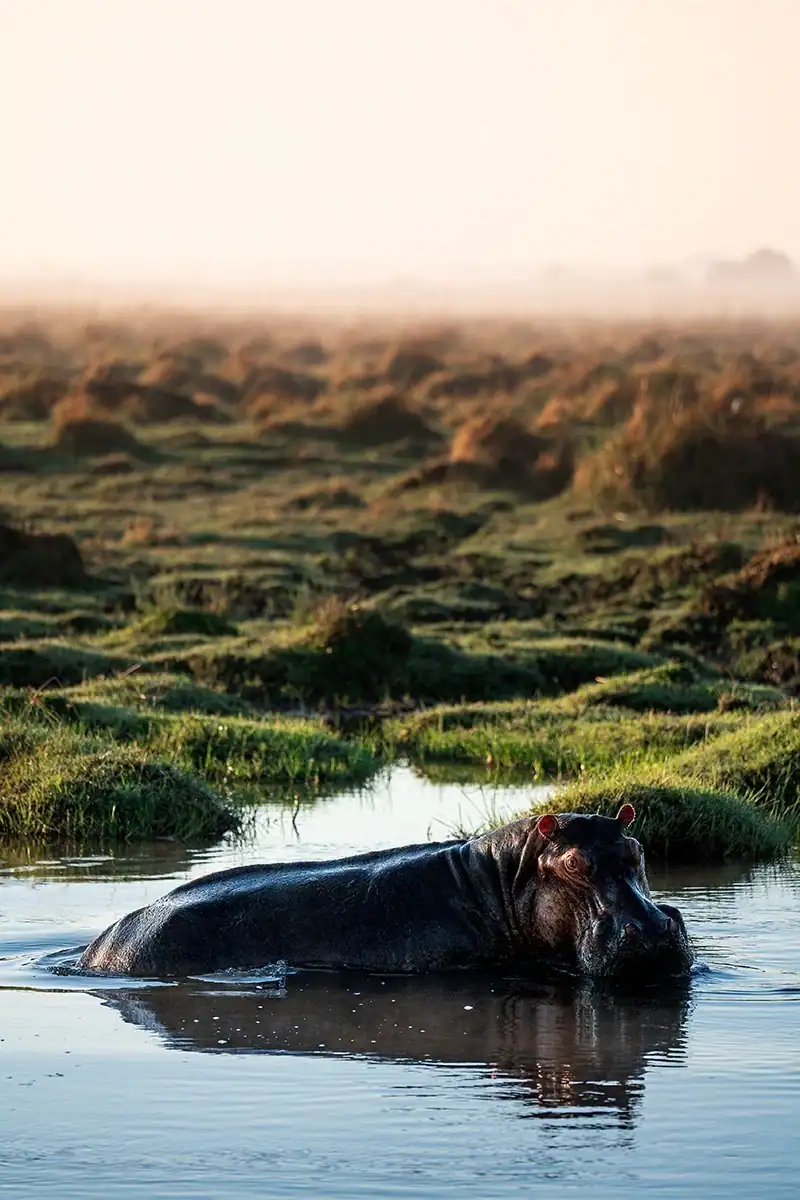 African Monarch Journeys Hippo
